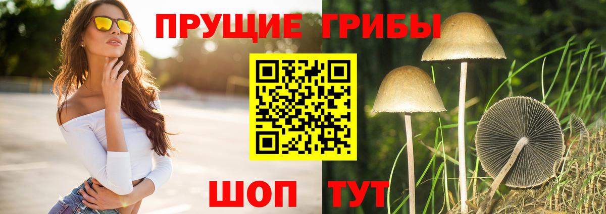 Советск  Галлюциногенные грибы Cubensis  Вход с VPN  купить наркотики цена  Псилоцибиновые грибы Magic Shrooms 